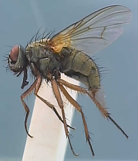 Phaonia basalis